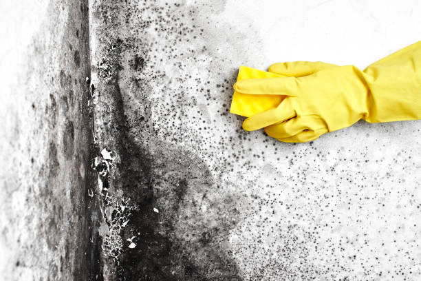 Best Toxic Mold Removal  in Hurt, VA