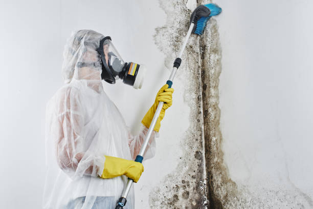 Best Home Mold Removal  in Hurt, VA