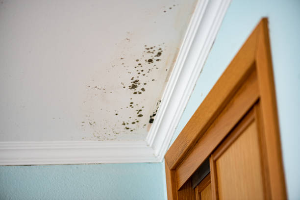 Best Mold Removal Near Me  in Hurt, VA