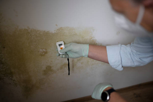 Best Same-Day Mold Removal  in Hurt, VA