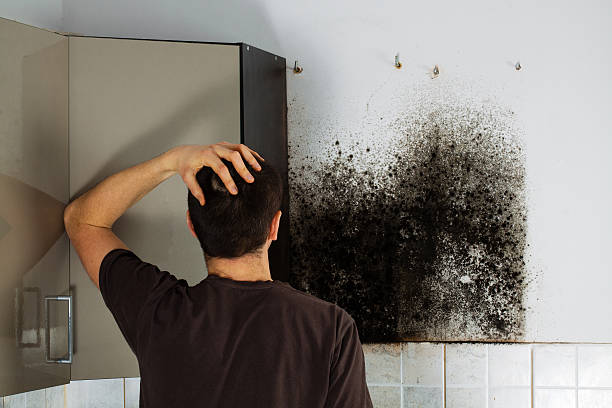 Best Mold Damage Repair  in Hurt, VA