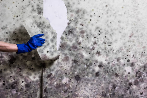 Hurt, VA Mold Removal Company