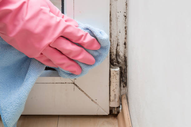 Best Emergency Mold Removal  in Hurt, VA