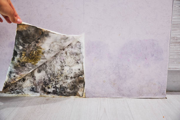 Mold Removal and Inspection in Hurt, VA